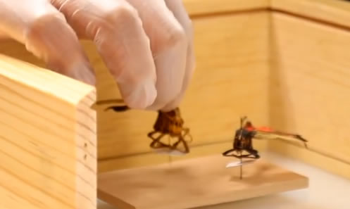 coleccion entomologica